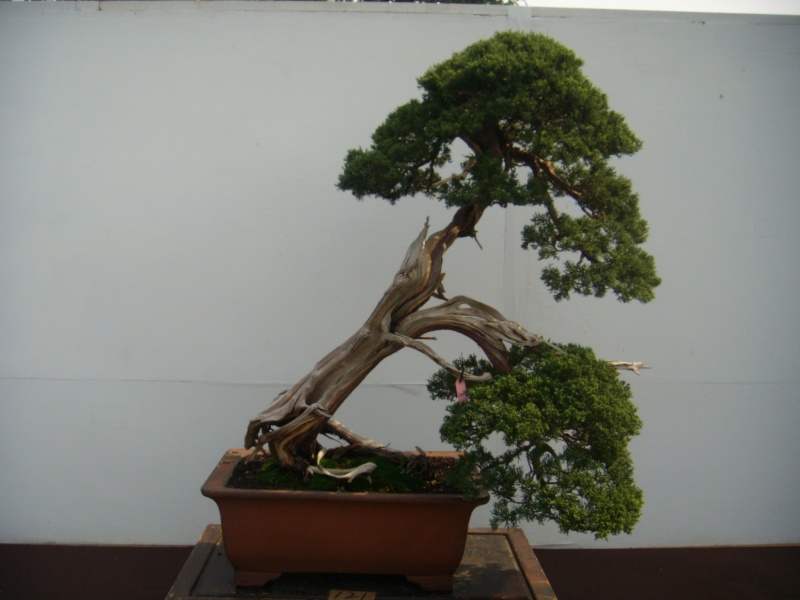 Taiwan in 2010 15th chapter of national Huafeng bonsai exhibition  Dscn2848