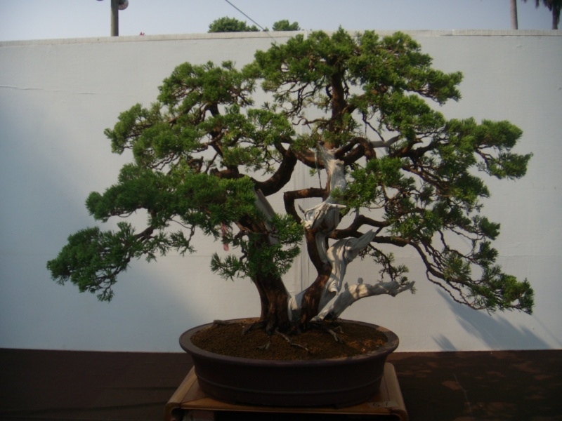 Taiwan in 2010 15th chapter of national Huafeng bonsai exhibition  Dscn2911