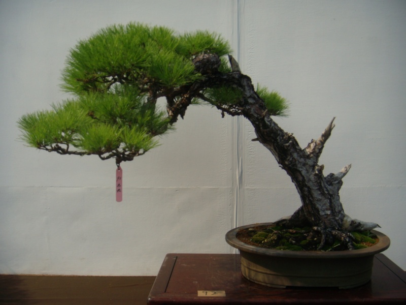 Taiwan in 2010 15th chapter of national Huafeng bonsai exhibition  Dscn2915
