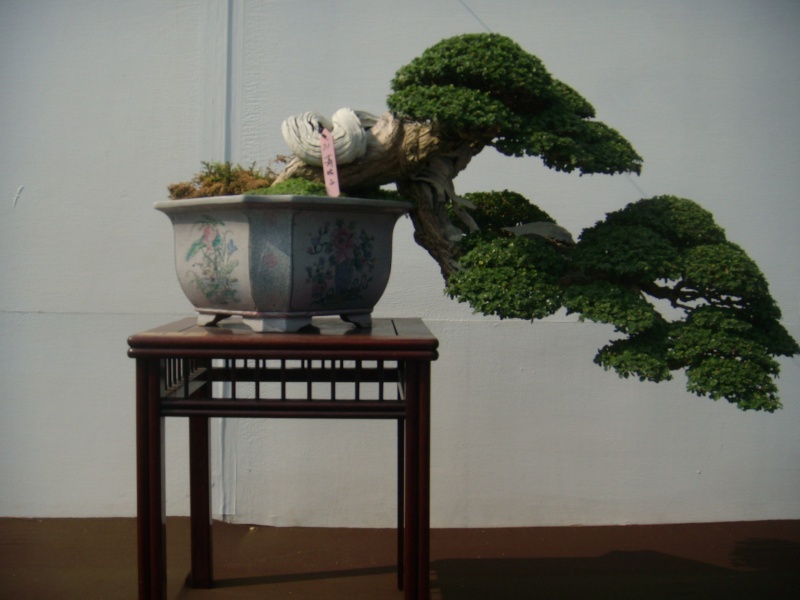 Taiwan in 2010 15th chapter of national Huafeng bonsai exhibition  Dscn2931