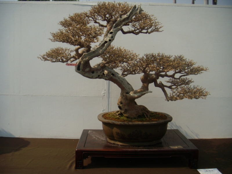 Taiwan in 2010 15th chapter of national Huafeng bonsai exhibition  Dscn2933