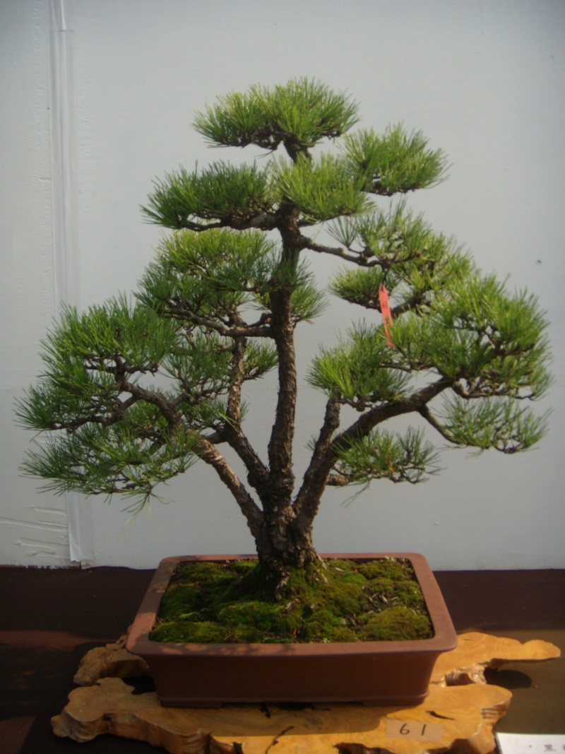Taiwan in 2010 15th chapter of national Huafeng bonsai exhibition  Dscn2943