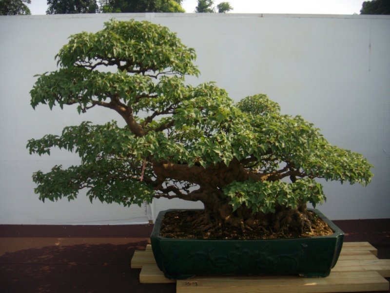Taiwan in 2010 15th chapter of national Huafeng bonsai exhibition  Dscn2957