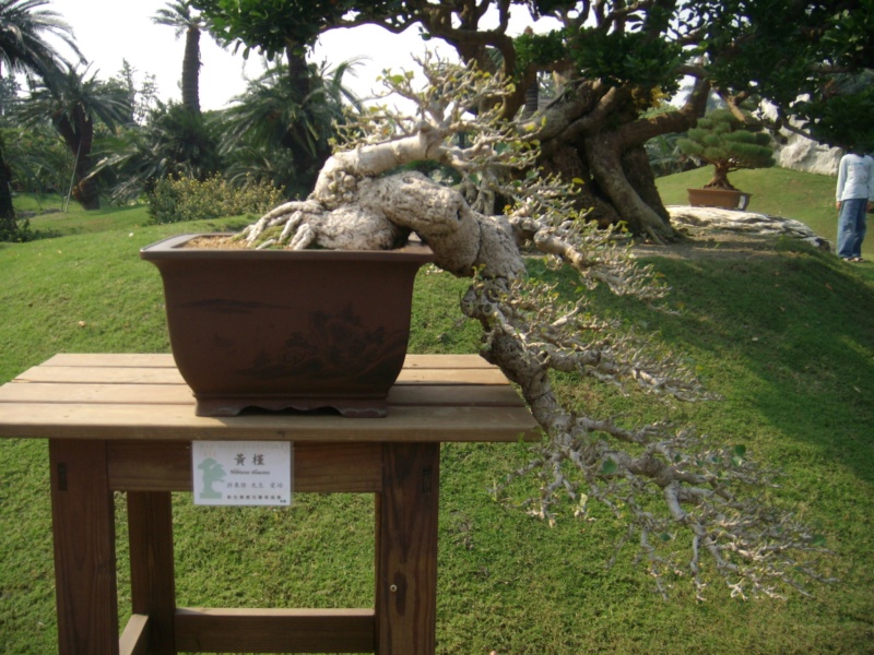 Taiwan in 2010 15th chapter of national Huafeng bonsai exhibition  Dscn2979