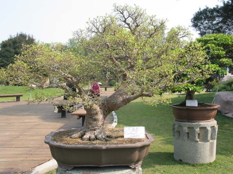 Taiwan in 2010 15th chapter of national Huafeng bonsai exhibition  Img_2105
