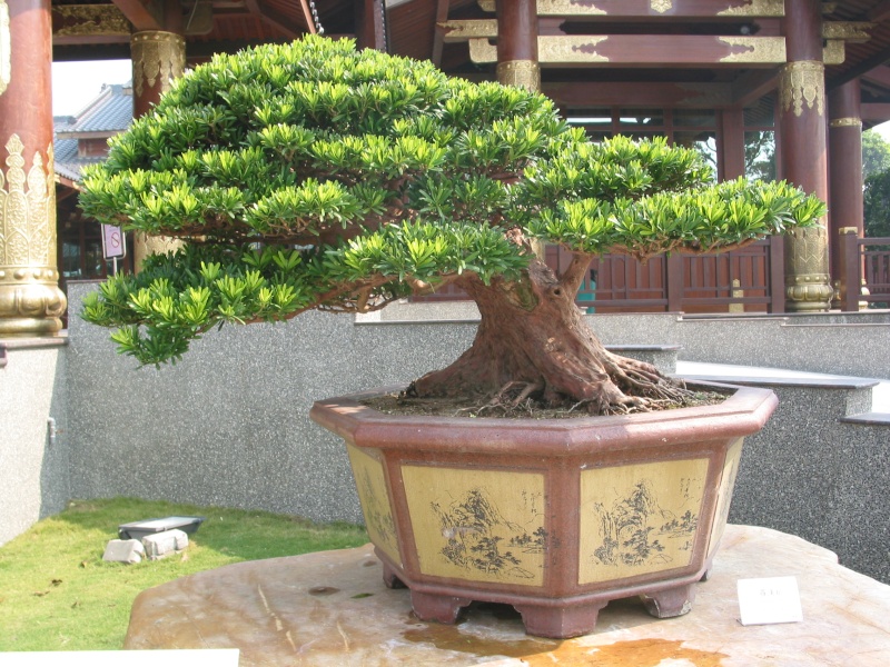 Taiwan in 2010 15th chapter of national Huafeng bonsai exhibition  Img_2112