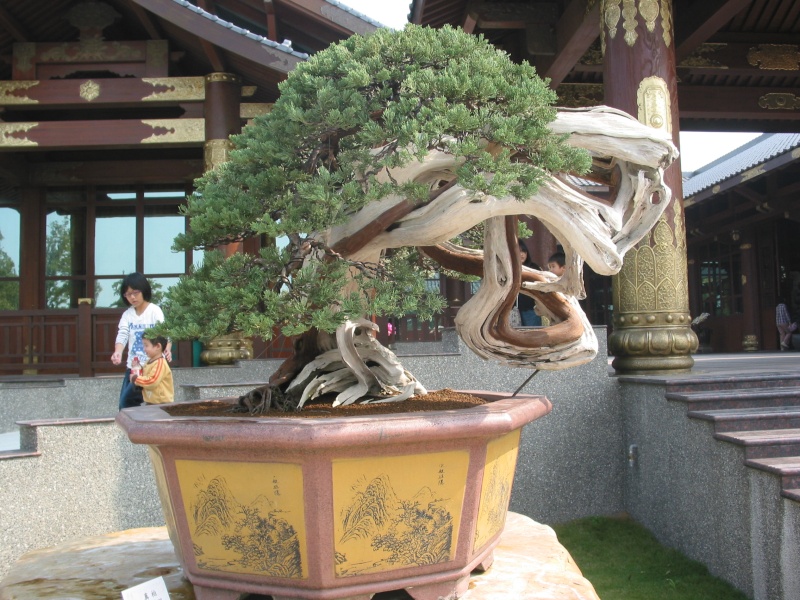 Taiwan in 2010 15th chapter of national Huafeng bonsai exhibition  Img_2113
