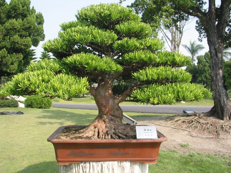 Taiwan in 2010 15th chapter of national Huafeng bonsai exhibition  Img_2841