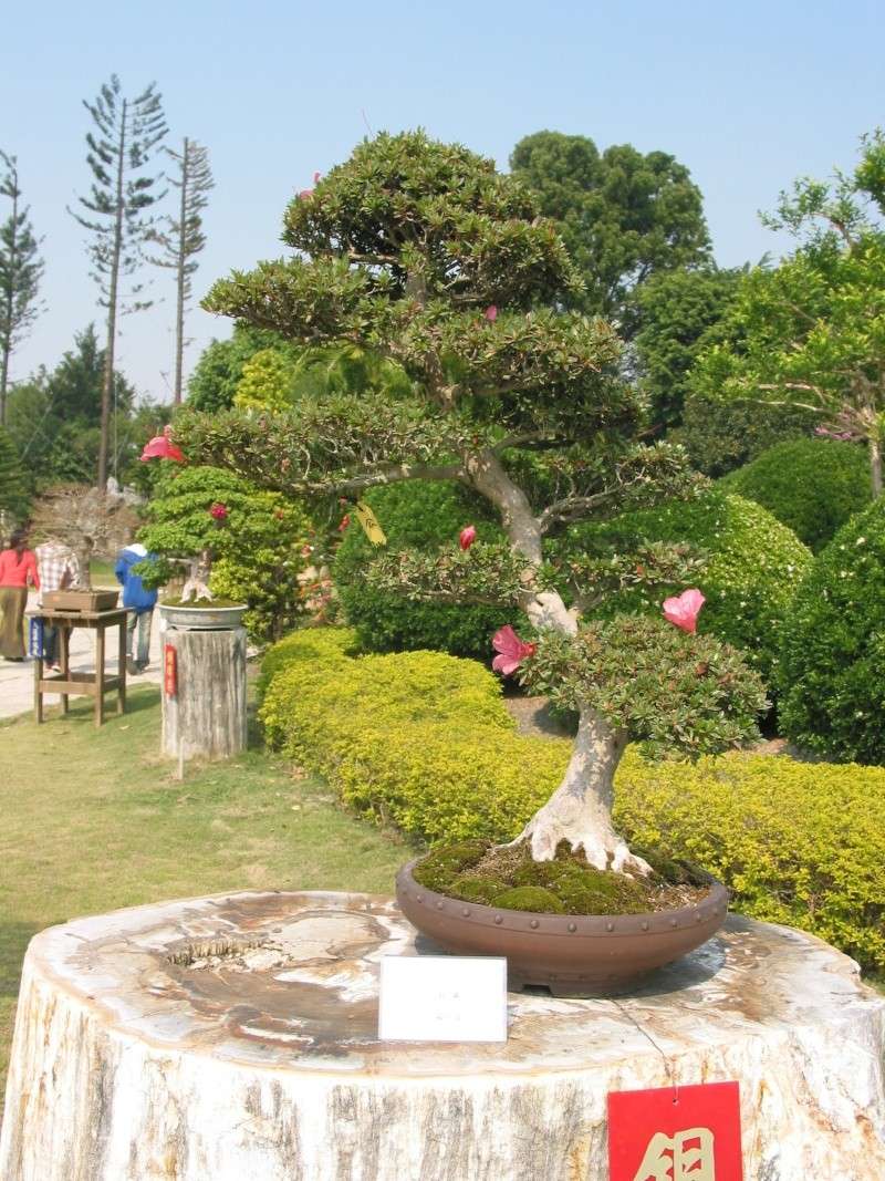 Taiwan in 2010 15th chapter of national Huafeng bonsai exhibition  Img_2847