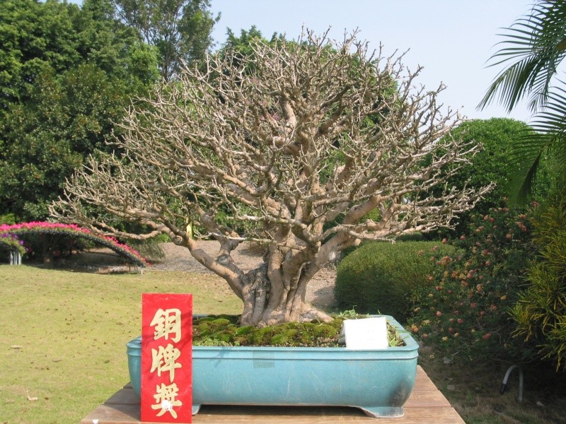 Taiwan in 2010 15th chapter of national Huafeng bonsai exhibition  Img_2922