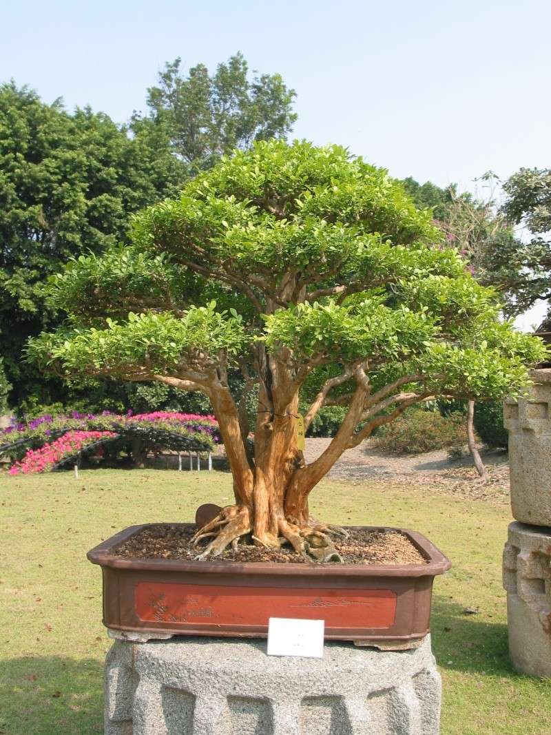 Taiwan in 2010 15th chapter of national Huafeng bonsai exhibition  Img_2923