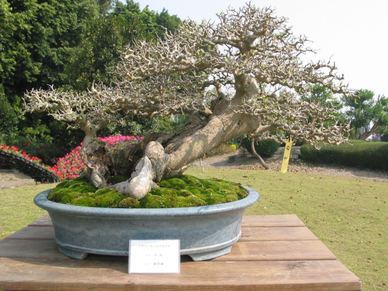 Taiwan in 2010 15th chapter of national Huafeng bonsai exhibition  Img_2925