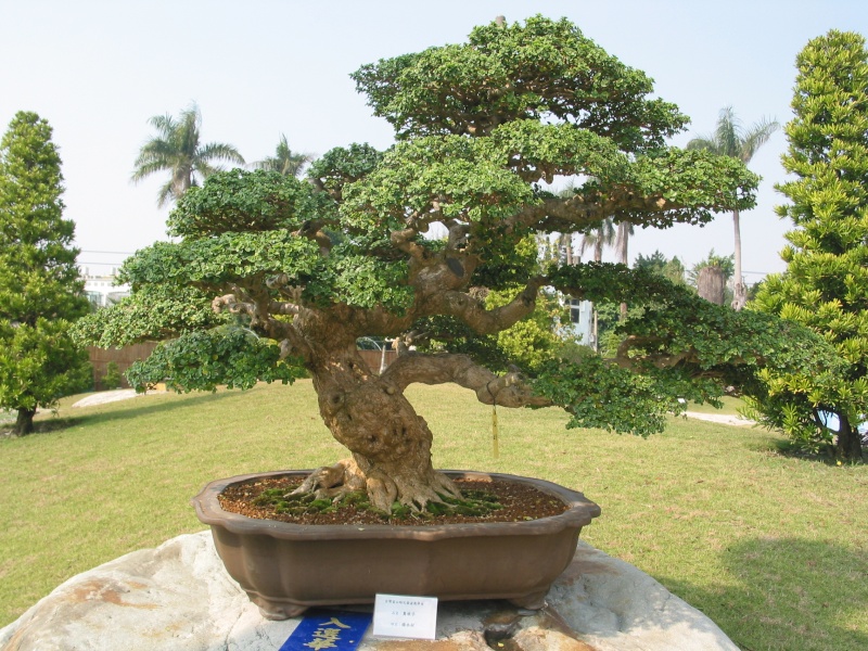 Taiwan in 2010 15th chapter of national Huafeng bonsai exhibition  Img_2954