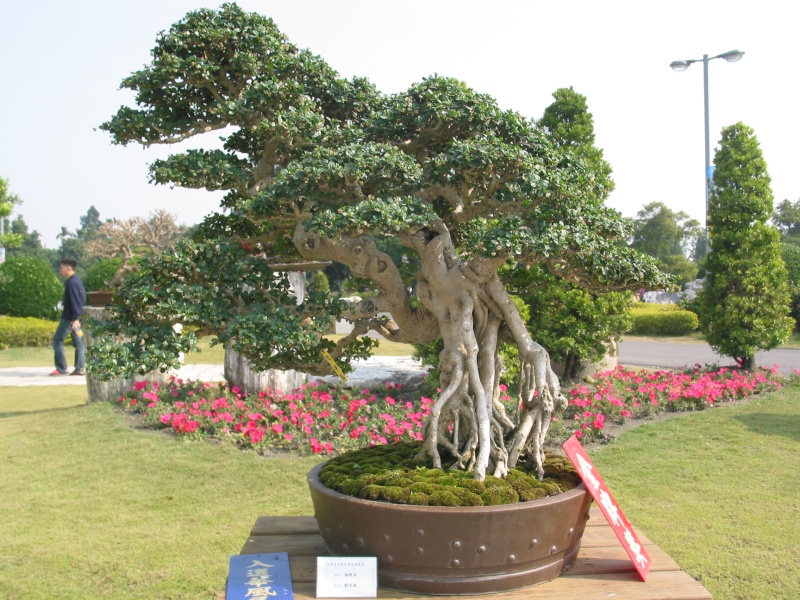 Taiwan in 2010 15th chapter of national Huafeng bonsai exhibition  Img_2956