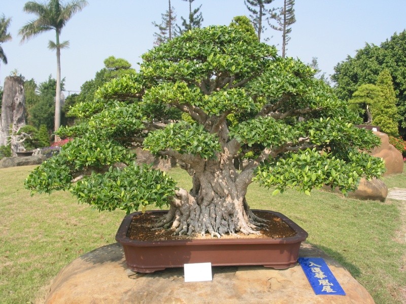 Taiwan in 2010 15th chapter of national Huafeng bonsai exhibition  Img_2959