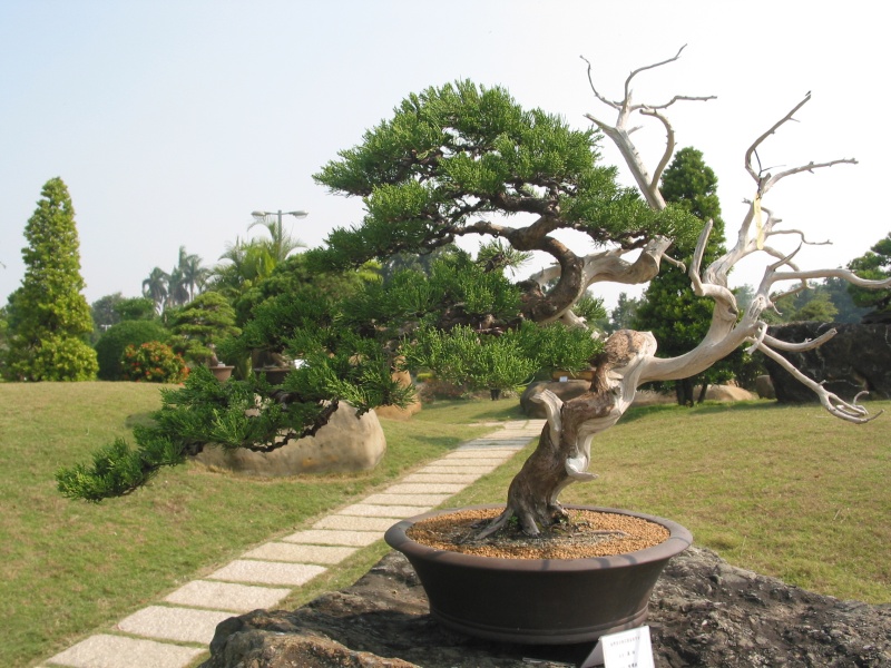 Taiwan in 2010 15th chapter of national Huafeng bonsai exhibition  Img_2968