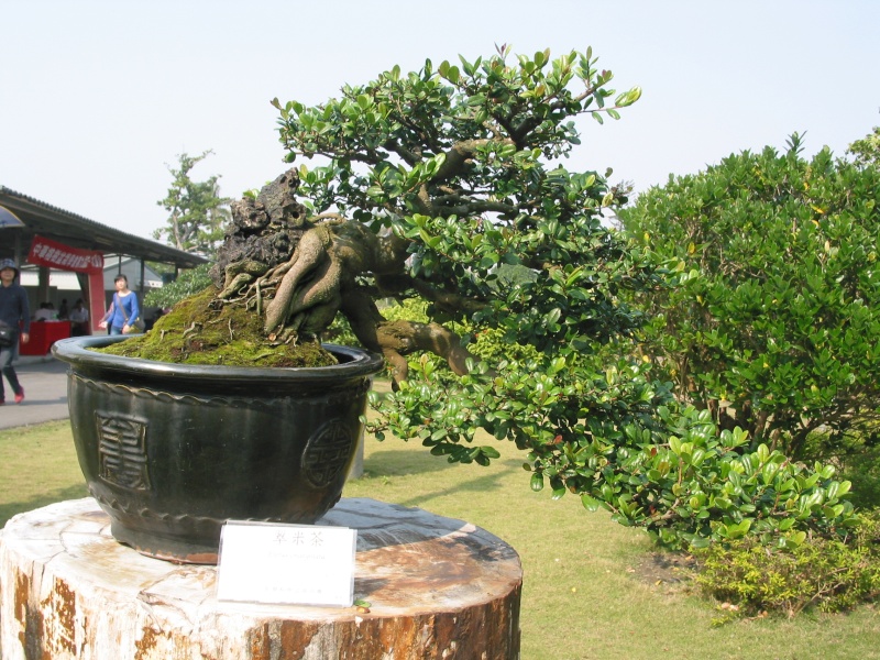 Taiwan in 2010 15th chapter of national Huafeng bonsai exhibition  Img_2992