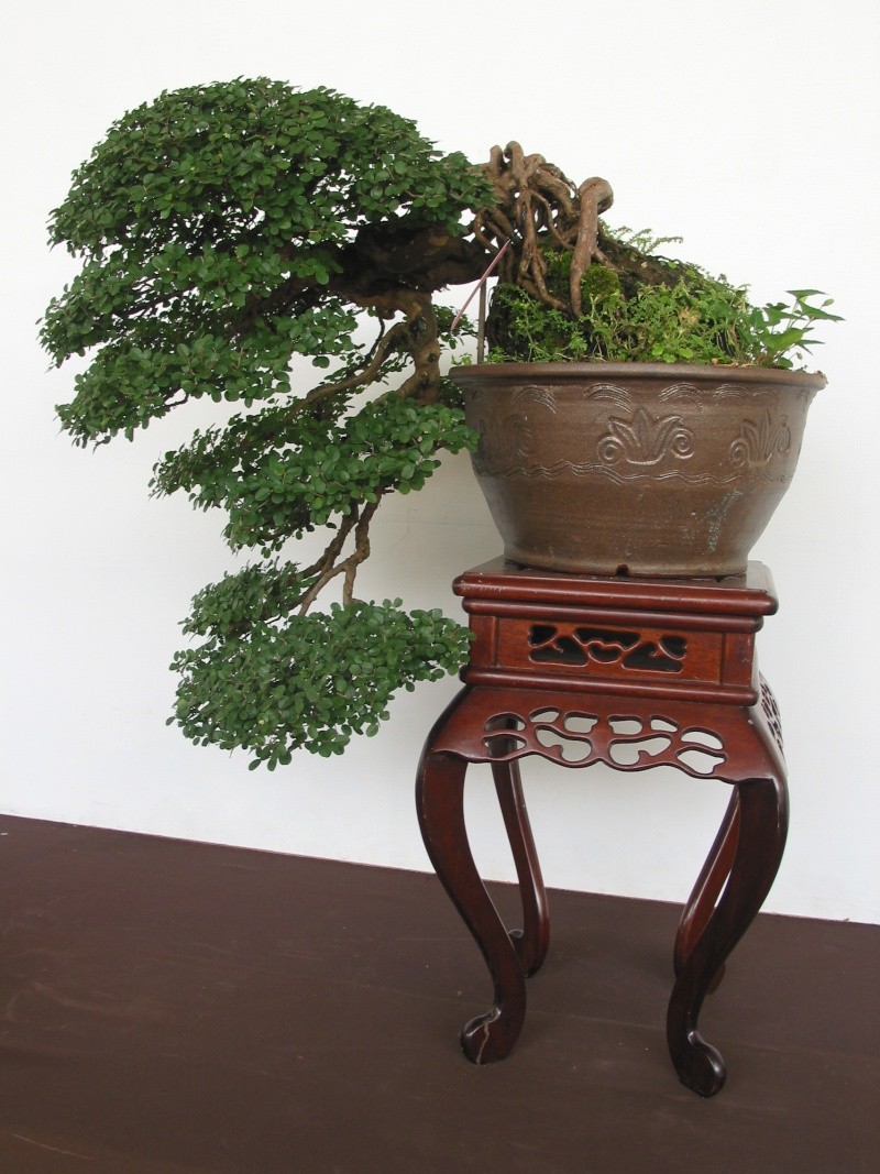 Taiwan in 2010 15th chapter of national Huafeng bonsai exhibition  Img_2997