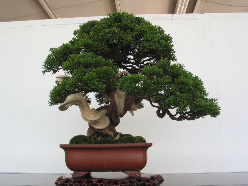 Taiwan in 2010 15th chapter of national Huafeng bonsai exhibition  Img_2998