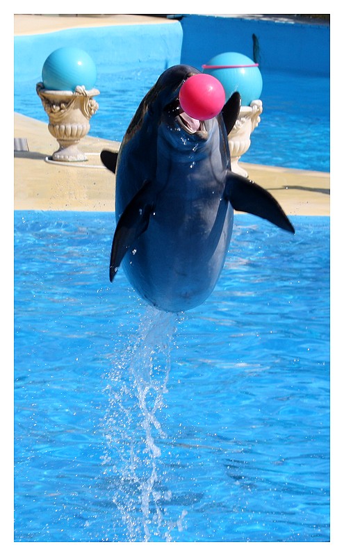 Dauphins Marineland Vacanc20