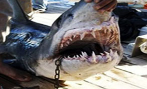مصر تعوض كل متضرر من هجمات القرش بـ50 ألف دولار 1210