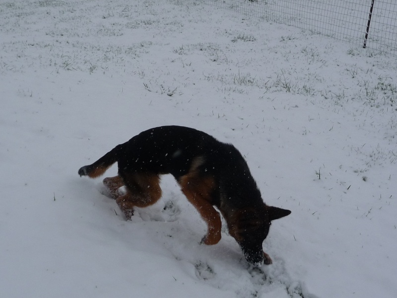 thorgal dans la neige P1040813