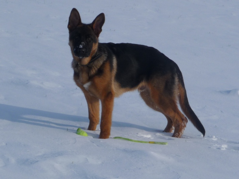 thorgal dans la neige P1040814