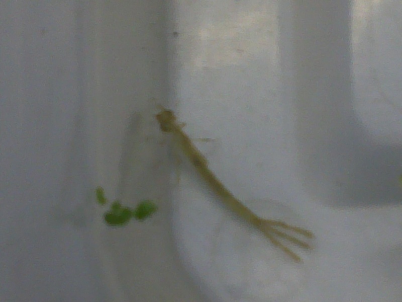 Aquatic insect in my tank! HELP! Alien_10