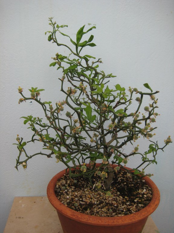Poncirus Trifoliata Frutos10