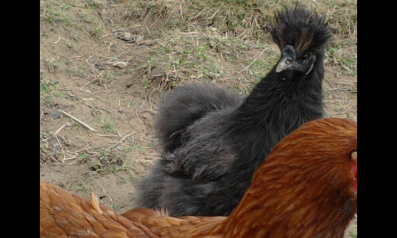 voici l'evolution de la poule soie bleue (lovyse)  Photo024