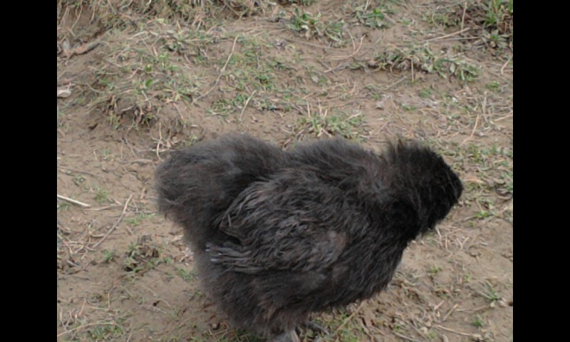 bantam de pekin croisé NS   Photo028