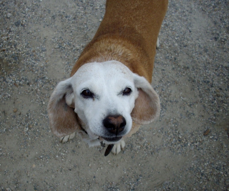 CAPUCINE, croisée beagle femelle, 10 ans (44) Capuci10