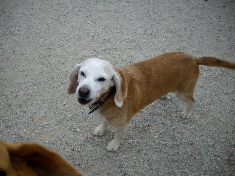 CAPUCINE, croisée beagle femelle, 10 ans (44) Capuci11