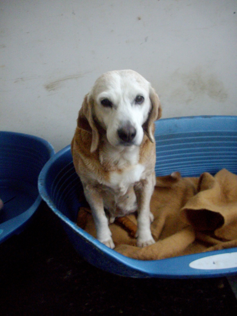 CAPUCINE, croisée beagle femelle, 10 ans (44) Imgp2910