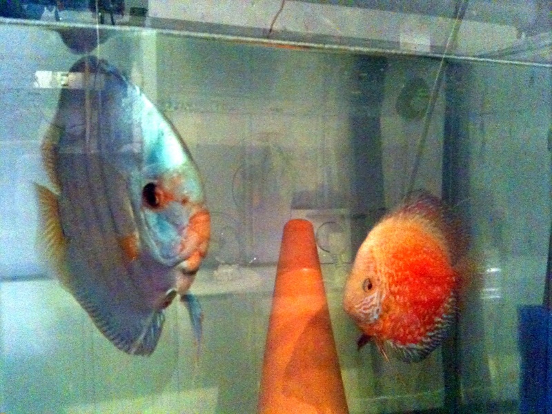 Eleveur Particulier de Discus. Photo_15