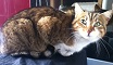 SOS ! Fa ou adoptant pour chatte FeLV+ (67 - 68)