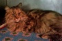 SOS euthanasie pour magnifique minette de 9 ans