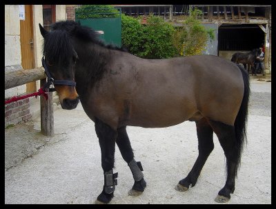 Poney PP Dartmoor a vendre!! ;DD 24042810