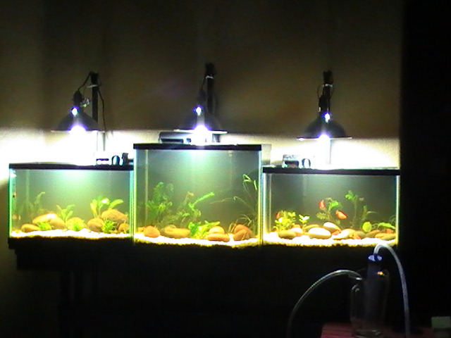 here are some pics my first planted tanks project... Pic_0210