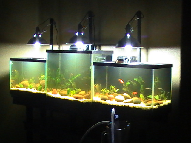 here are some pics my first planted tanks project... Pic_0211