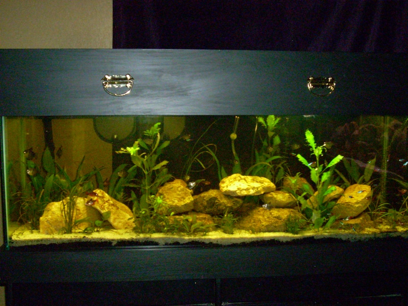 UPDATED PICS OF MY TANKS Plante10