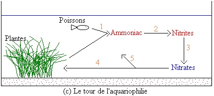 ammoniac dans mon eau Cycle-10
