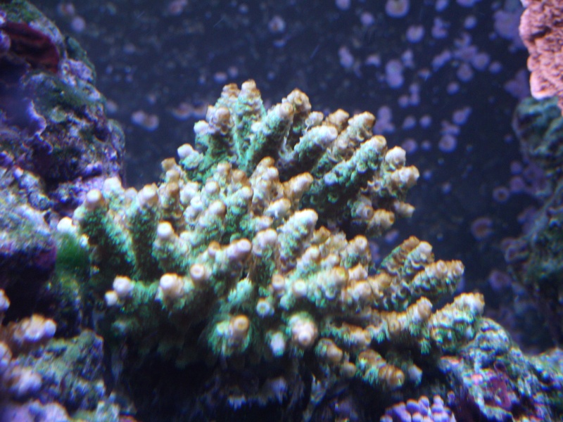 voile sur coraux!!! Nacros10