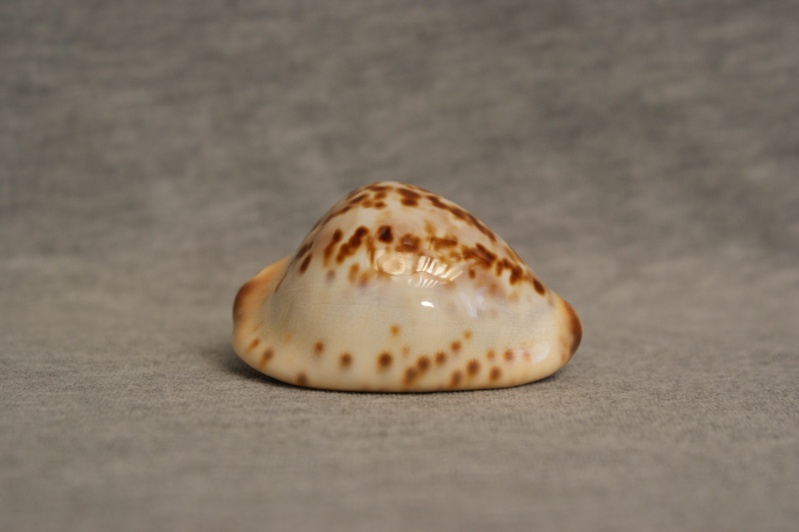 Zoila jeaniana sherylae - L. Raybaudi, 1990 - Var. pâle Dsc09529