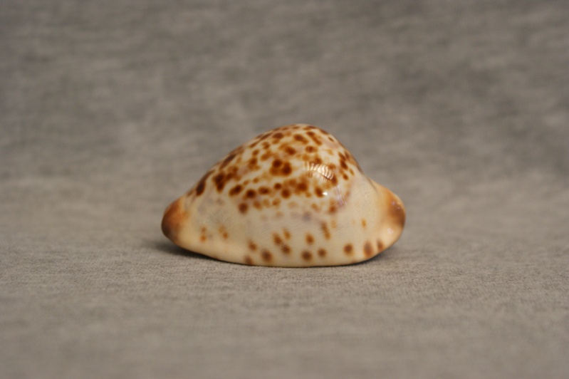 Zoila jeaniana sherylae - L. Raybaudi, 1990 - Var. pâle Dsc09531