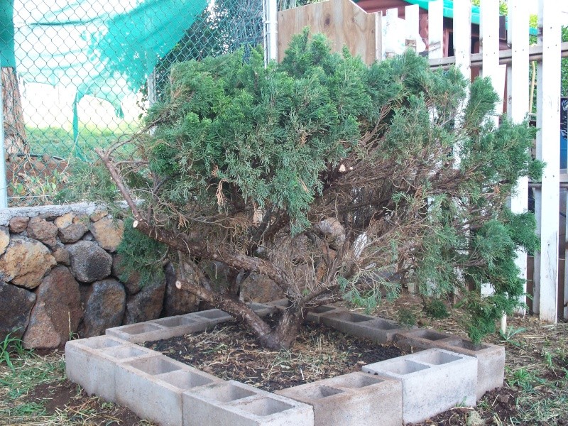 yamadori juniper 100_1614