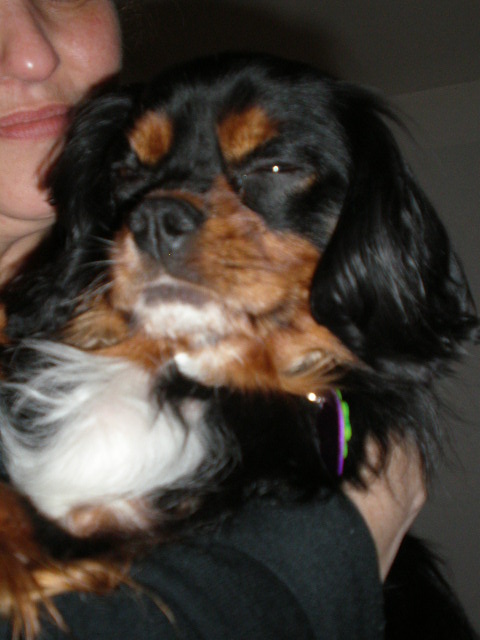 LUCKY (Cavalier King Charles) - Page 2 P3191422