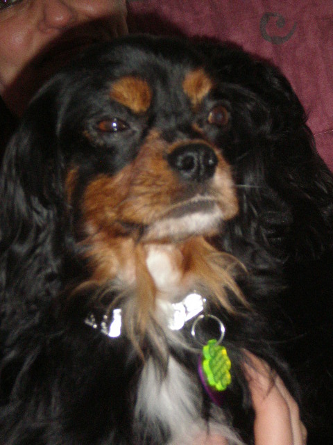 LUCKY (Cavalier King Charles) - Page 2 P3191424