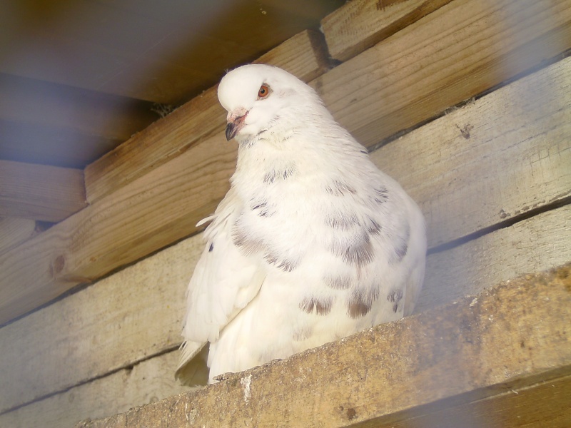 [Semaine 186] Pigeonne Bild4410