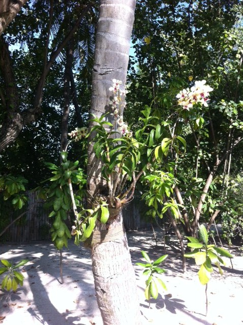floraisons des orchidées - Page 27 Maldiv14